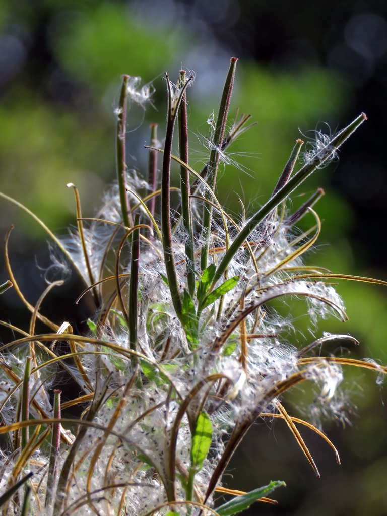 Seeds