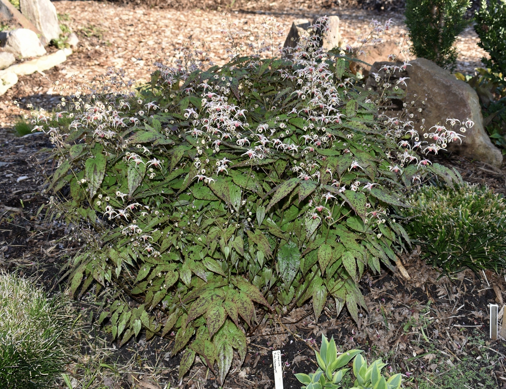 Form