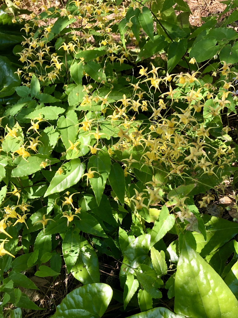 Form