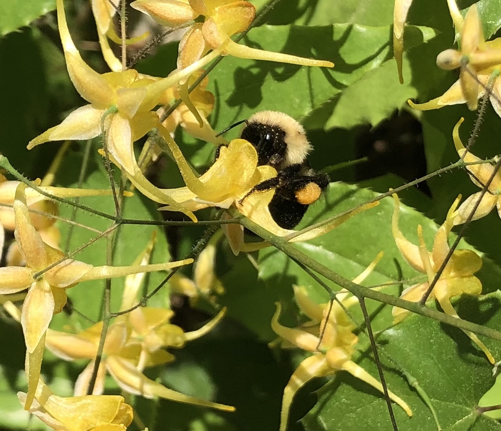Form