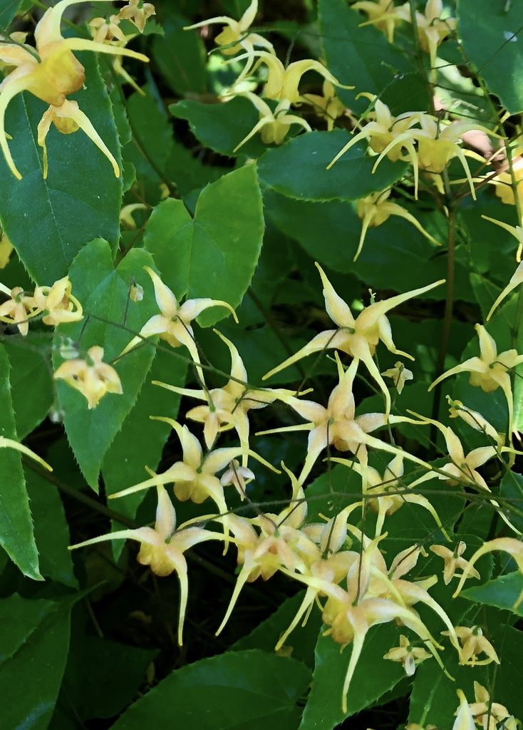 Flowers and Leaves
