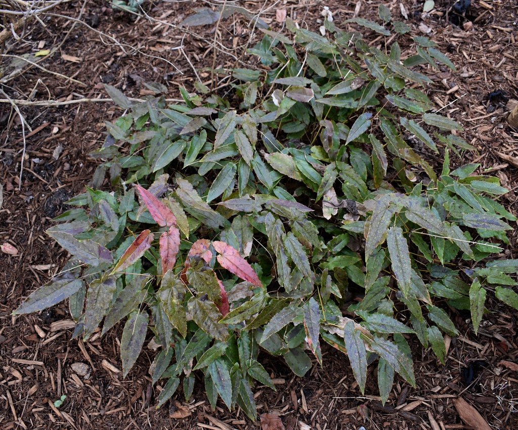 Form - Winter - Wake Co., NC