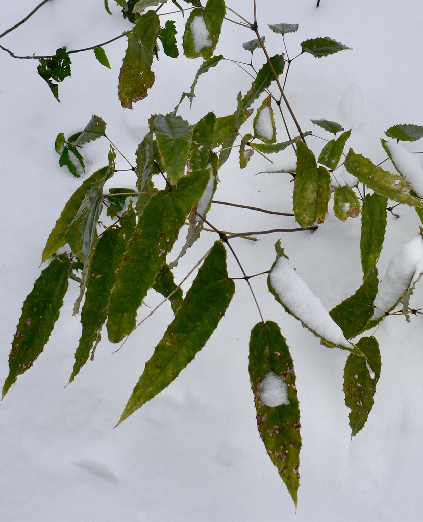 Leaves - January - Wake Co., NC