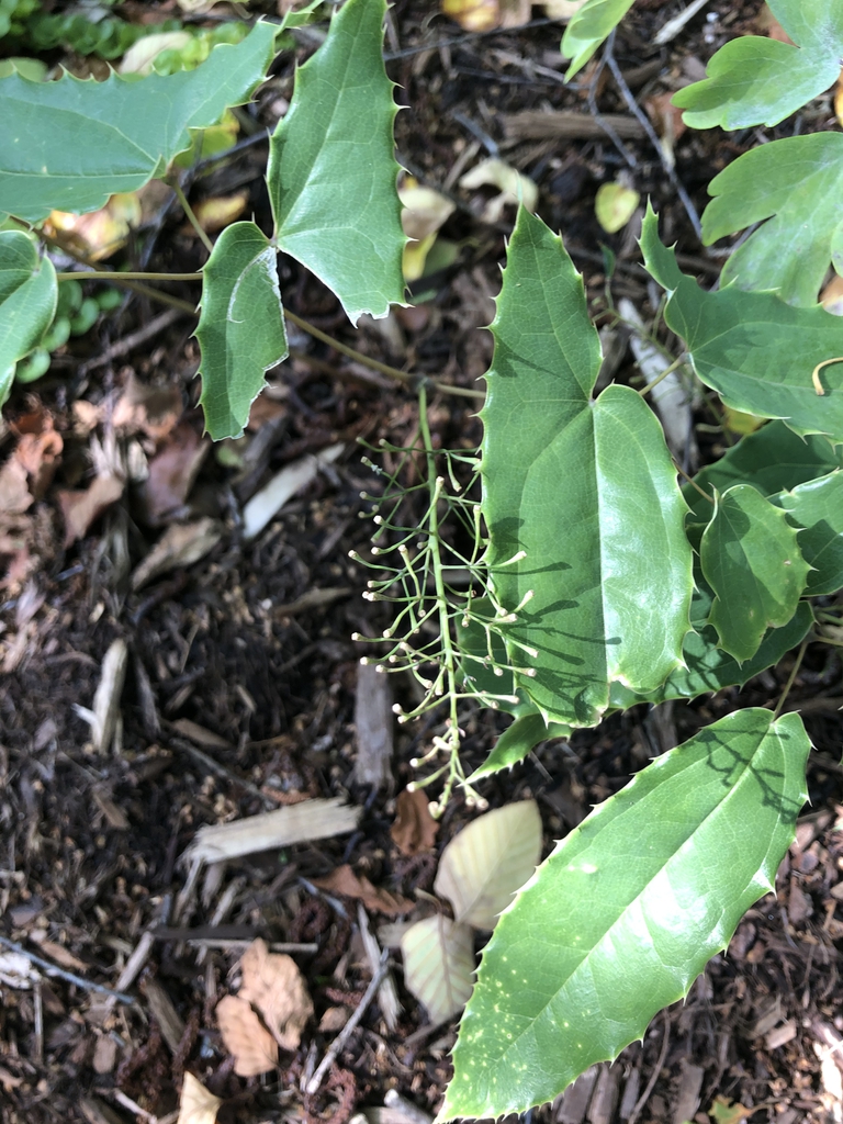 Epimedium