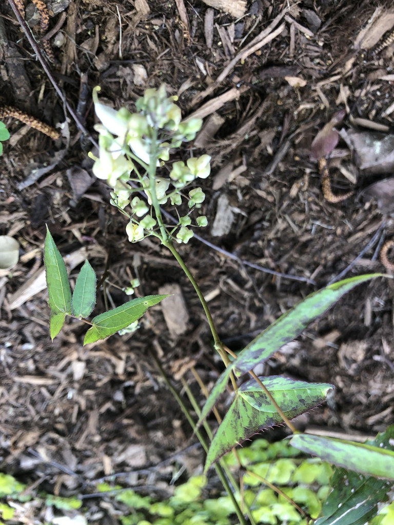 Edgeworthia chrysantha
