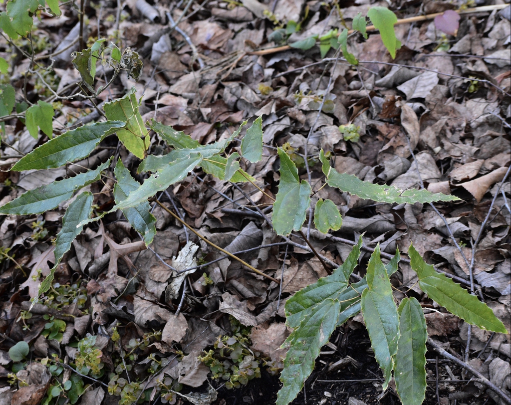 Epimedium