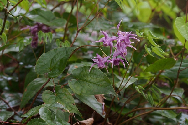 Epimedium sempervirens