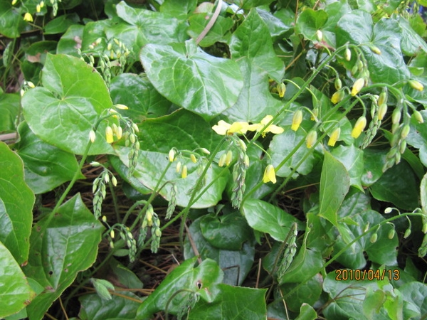 Form