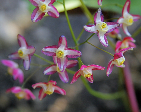 Epimedium x rubrum