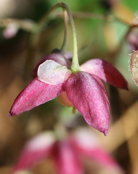 Epimedium x rubrum