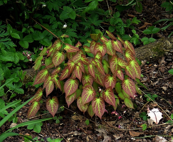 Epimedium x rubrum