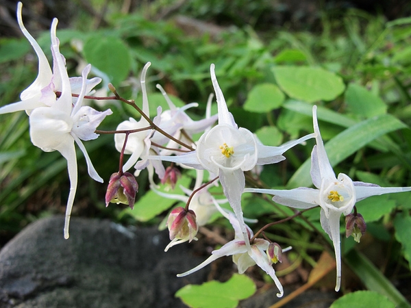 Epimedium x youngianum 'Niveum'
