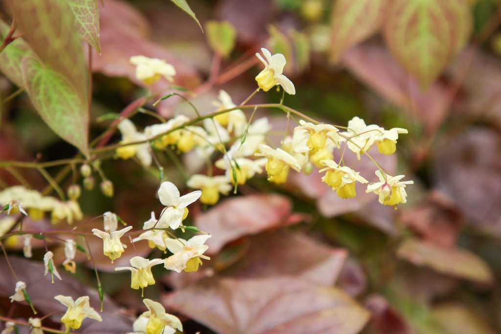 Flower close up