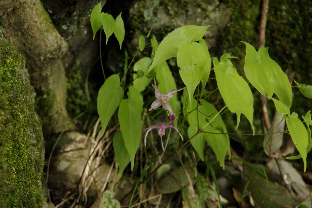 Leaves