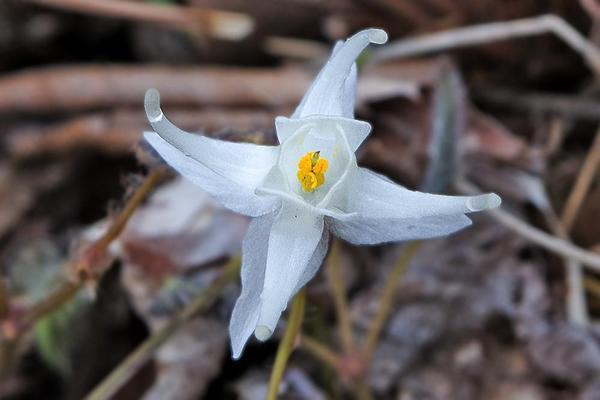 Epimedium sempervirens