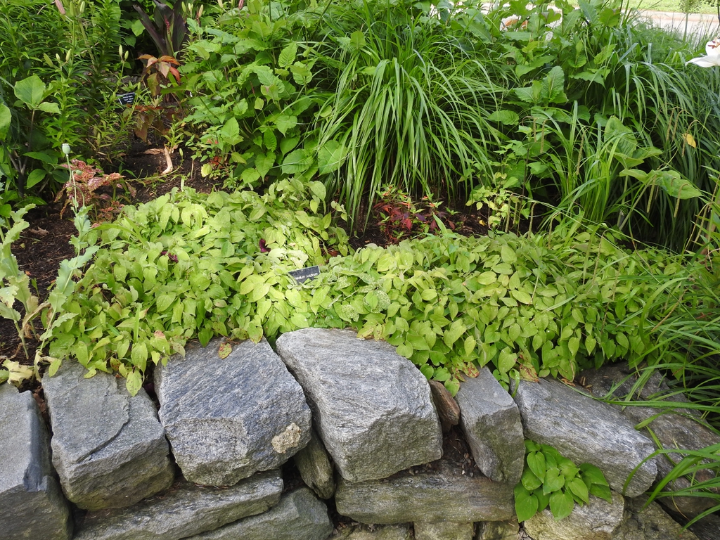 Epimedium x rubrum summer