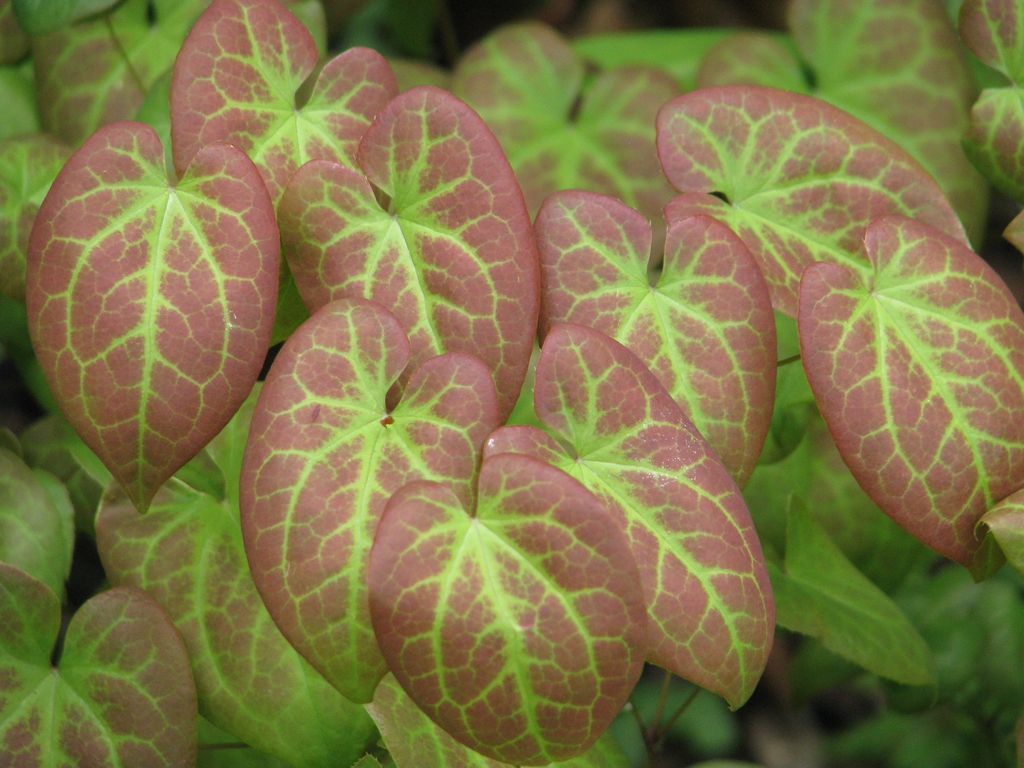 leaf close up