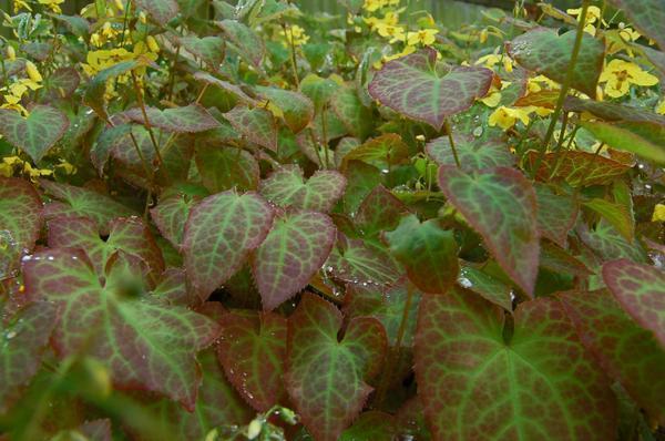 Epimedium x versicolor 'Sulphureum'