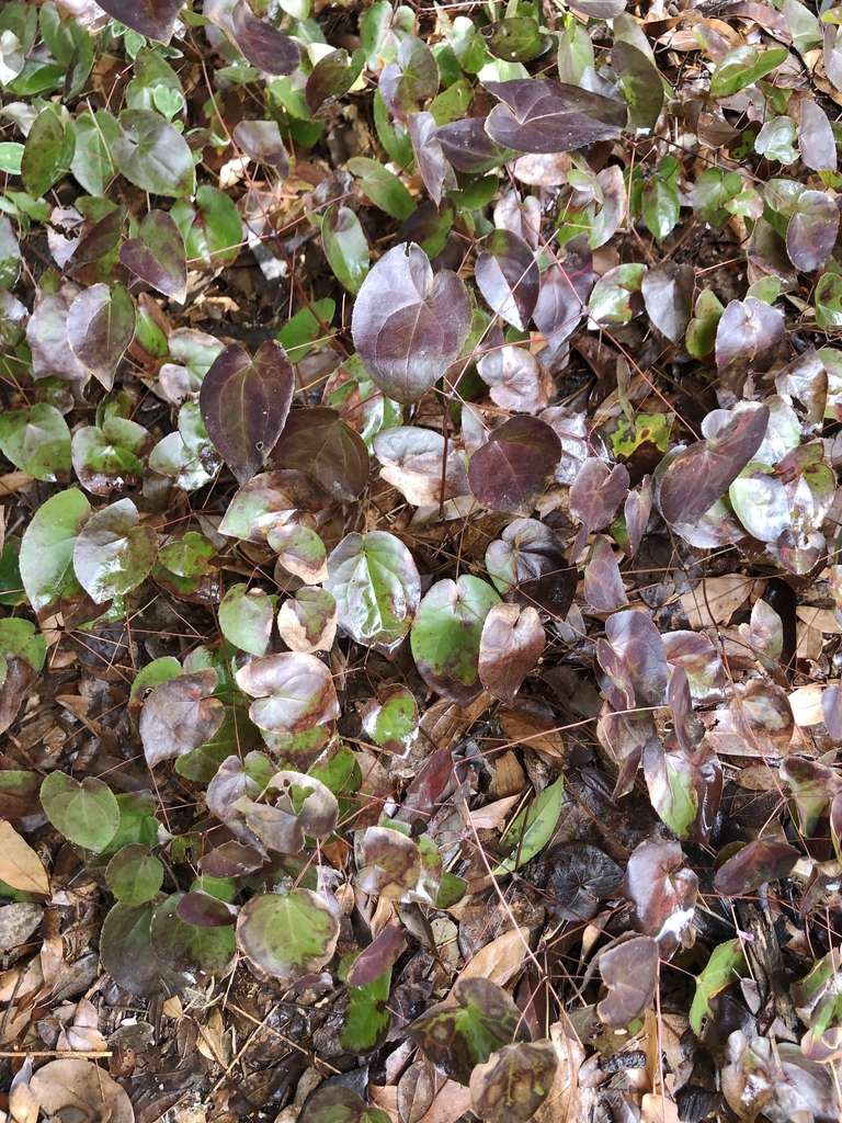 Epimedium x versicolor 'Sulphureum'