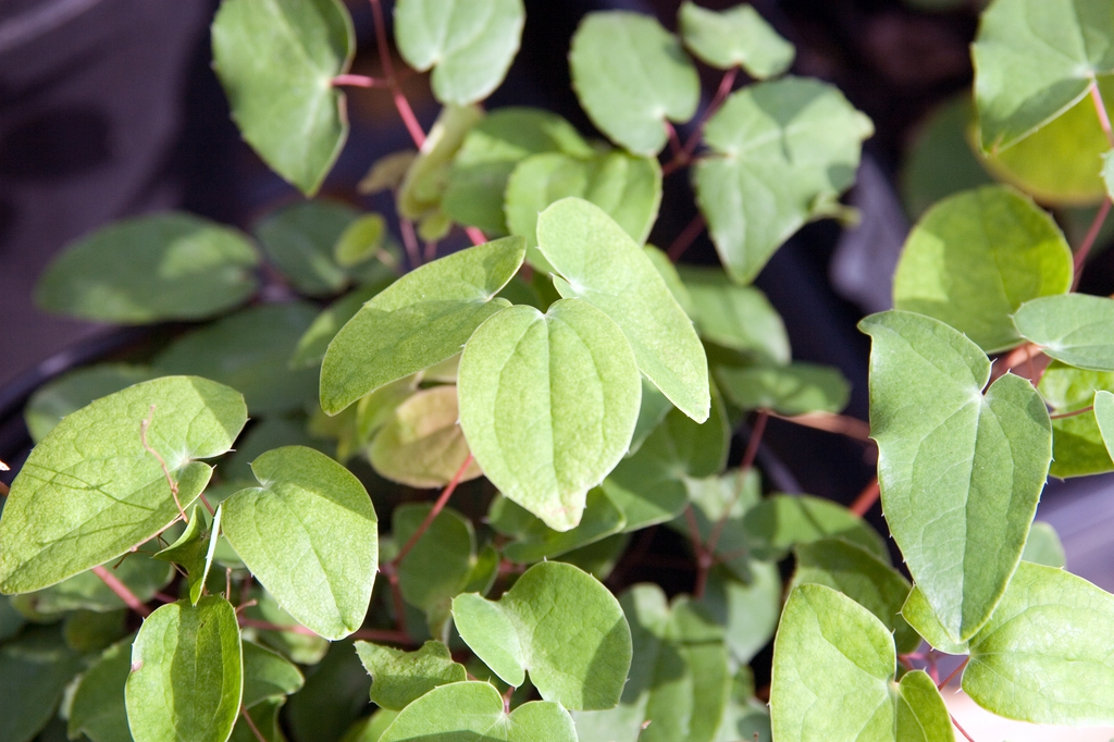 Leaves