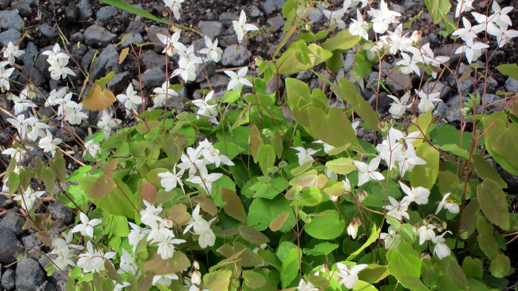 Form