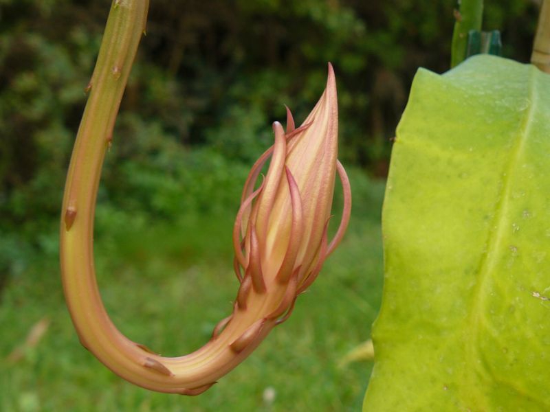 Close-up of elongated, up-curved floral tube & tight bud.