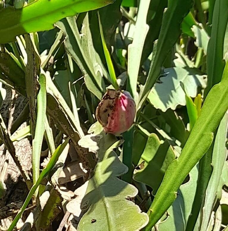 Red berry splitting open among green, flattened shoots.