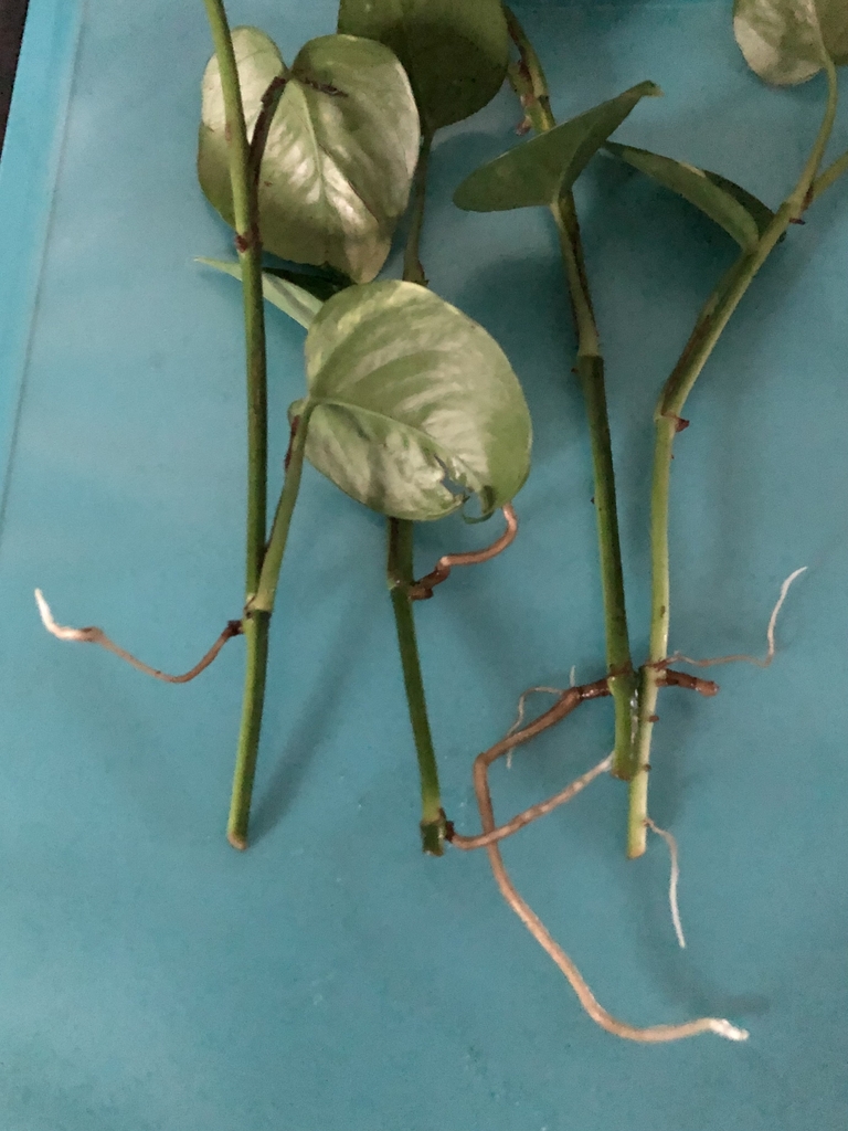 Vines with green & yellow, heart-shaped leaves & new roots