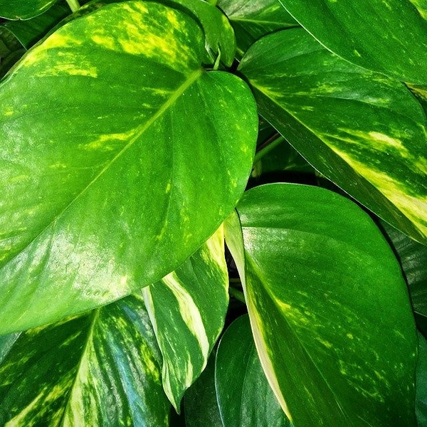 Green, heart-shaped leaves splashed with yellow variegation.
