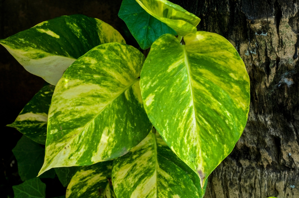 Green, heart-shaped leaves splashed with yellow variegation.