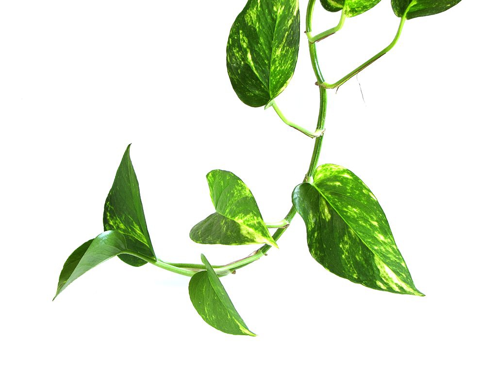 Trailing stem with green and yellow, heart-shaped leaves.