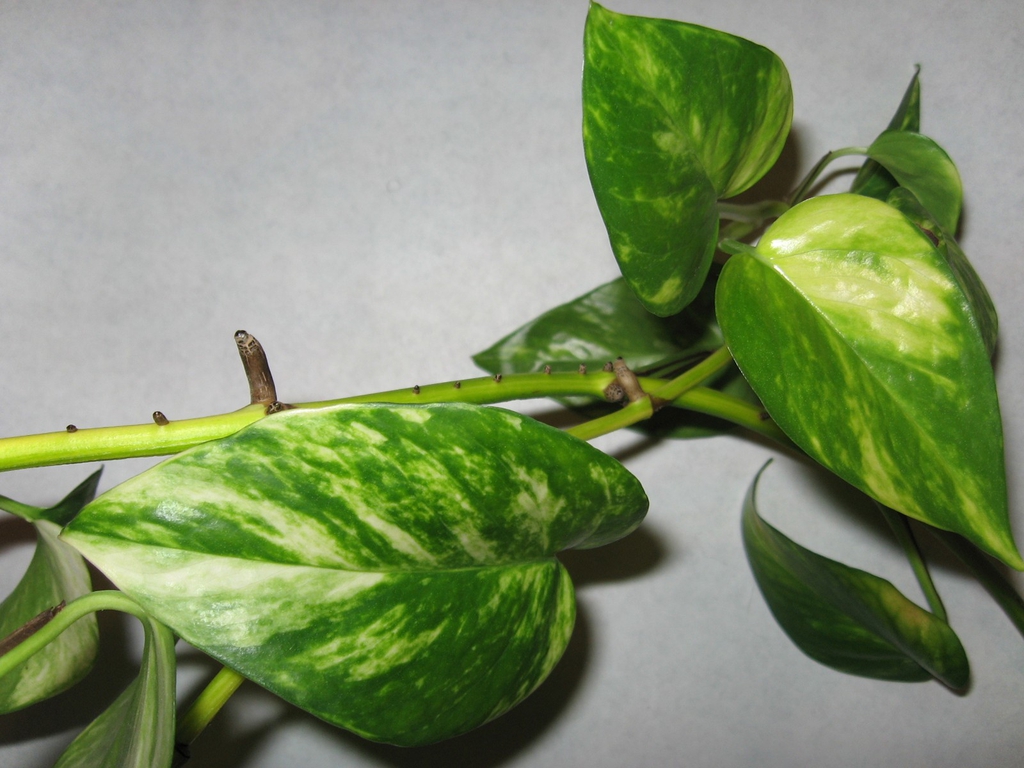 Trailing vine with green and yellow, heart-shaped leaves.