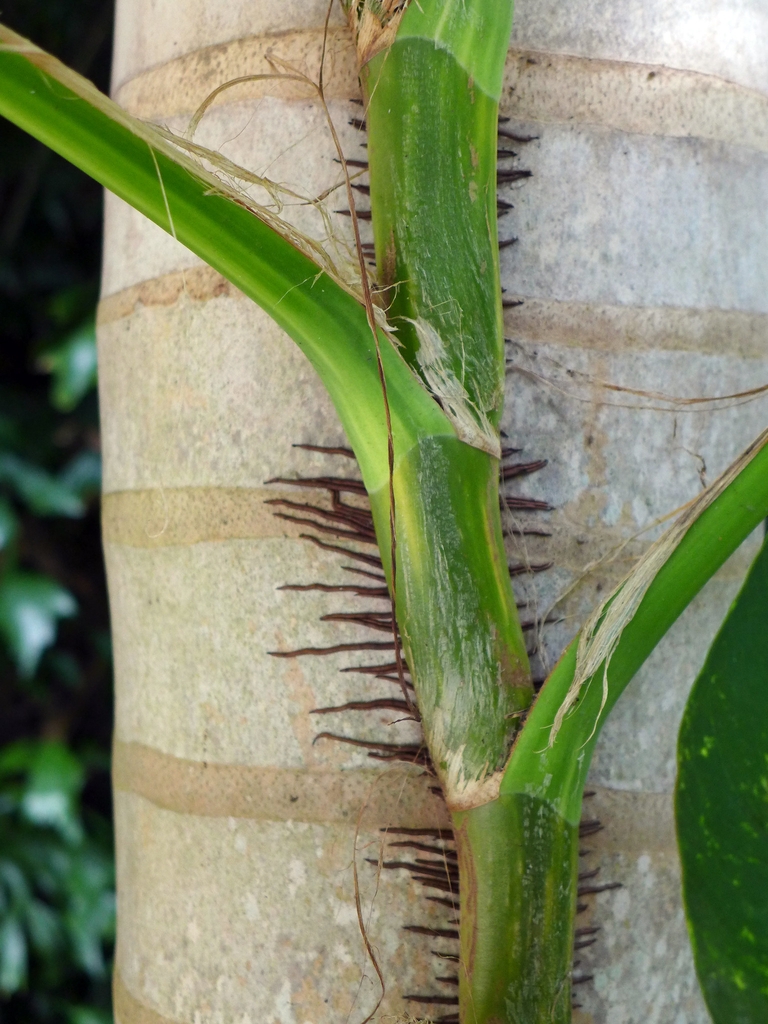 Aerial roots clasping the support.