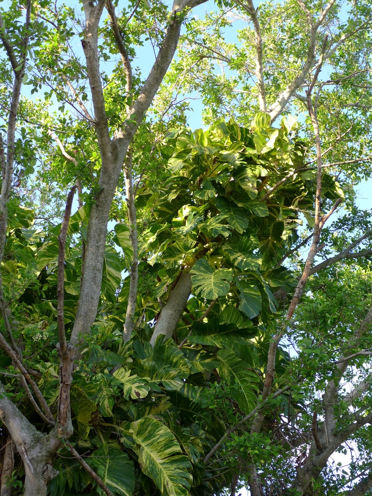Large vine climbing high into a tree. Leaves are very large.