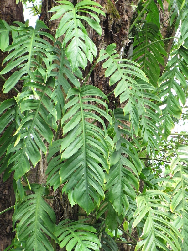 Large-leaf aroid climbing a tree trunk.