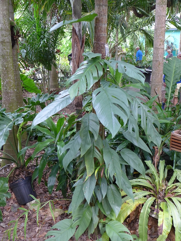 Large-leaf aroid climbing a tree trunk. Leaves have blue sheen