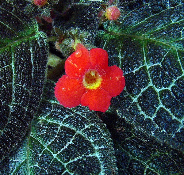 Episcia cupreata