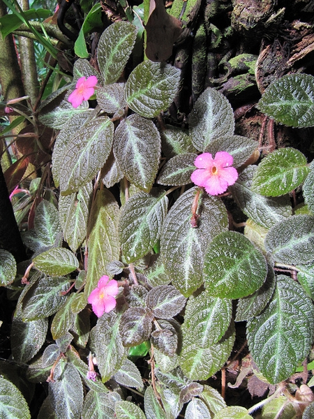 Episcia cupreata in a tropical landscape
