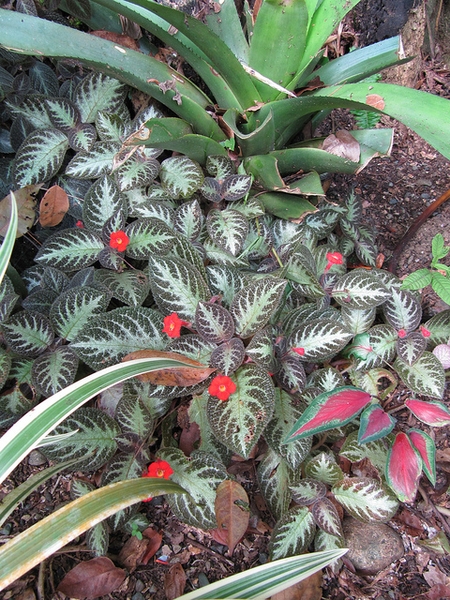 Episcia cupreata in a tropical landscape