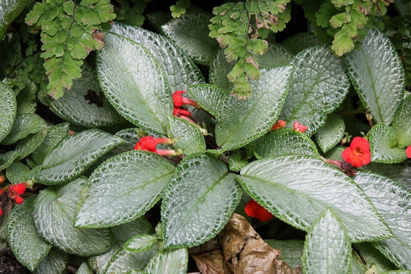 Episcia cupreata 'Silver Sheen'