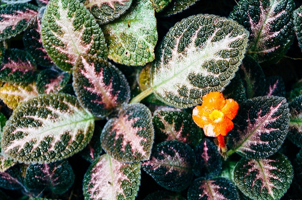 Episcia cupreata