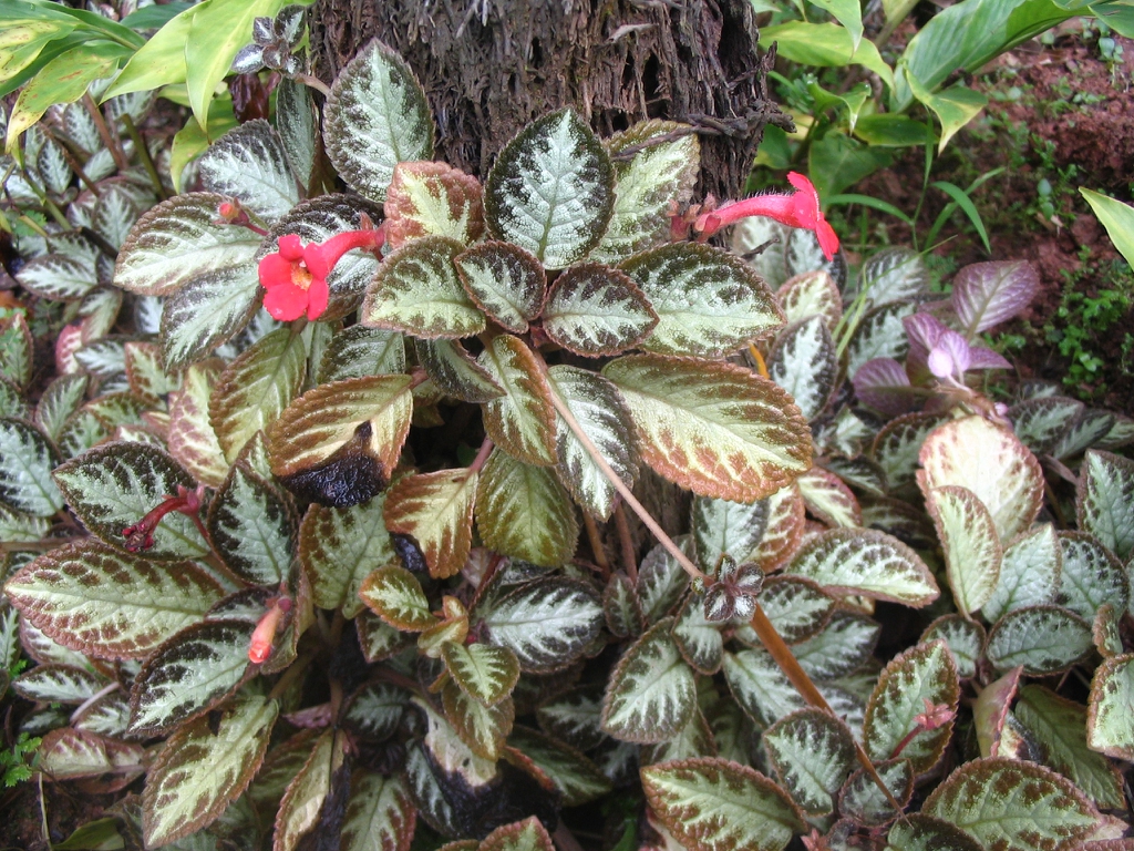 leaves and flowers