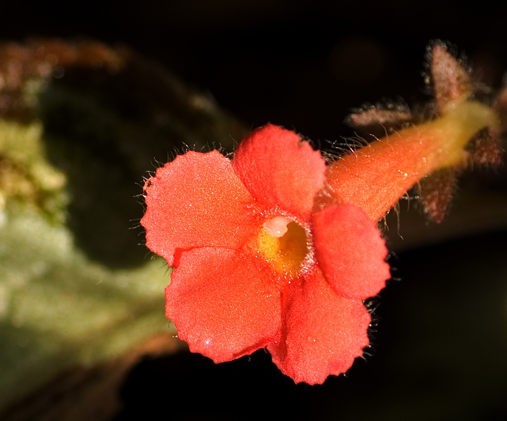 flower
