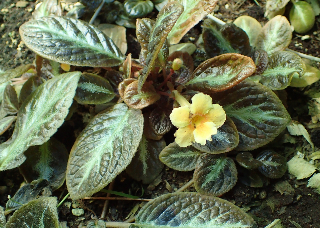 leaves and flowers