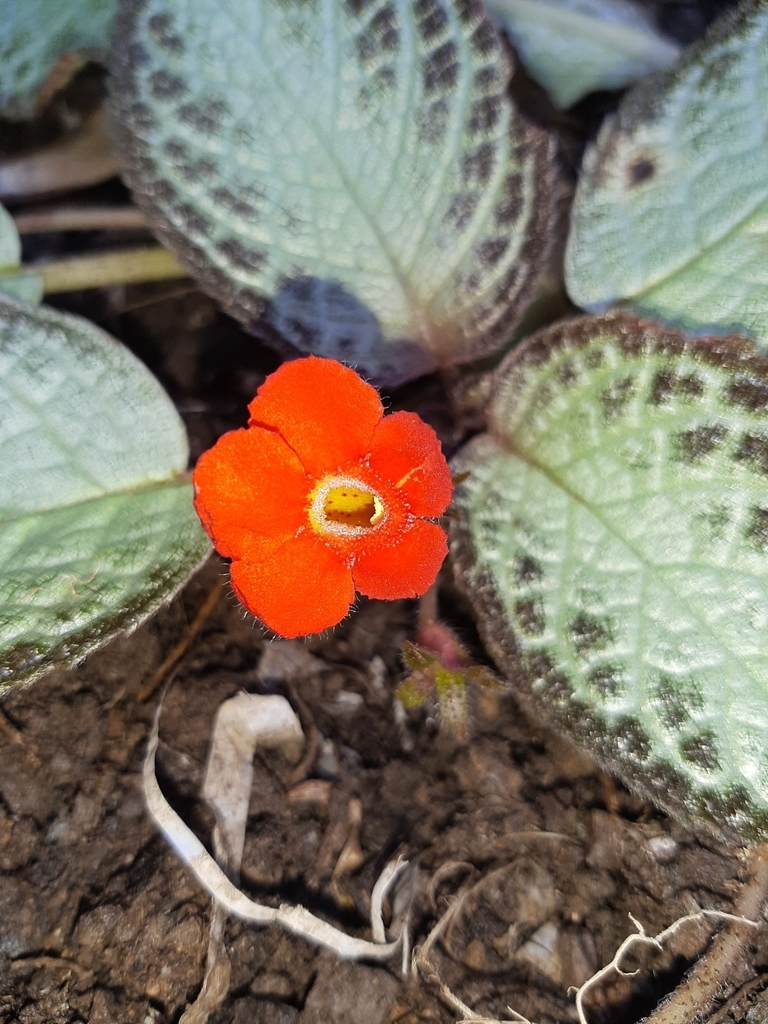 Leaves and flower
