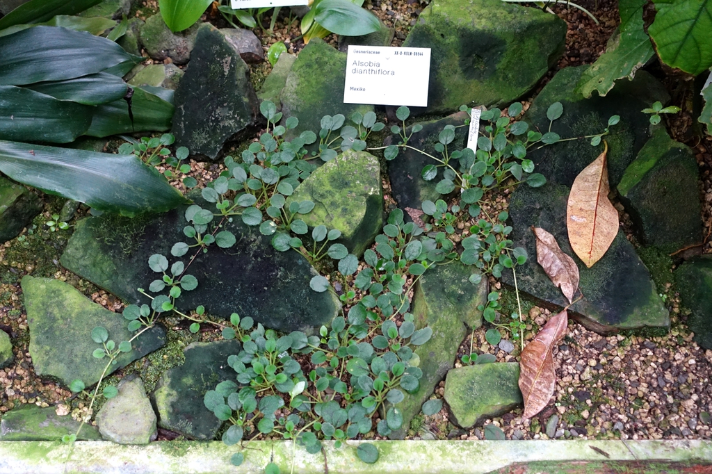 Alsobia Dianthflora