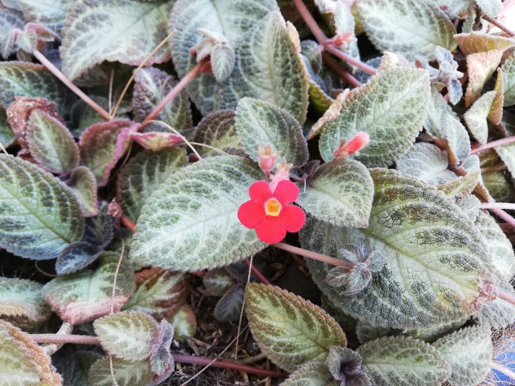 Flower, buds and leaves