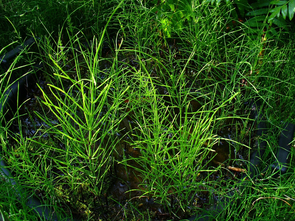Form