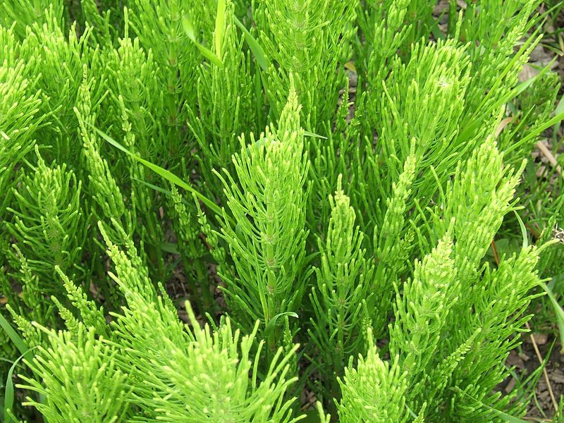 Equisetum arvense