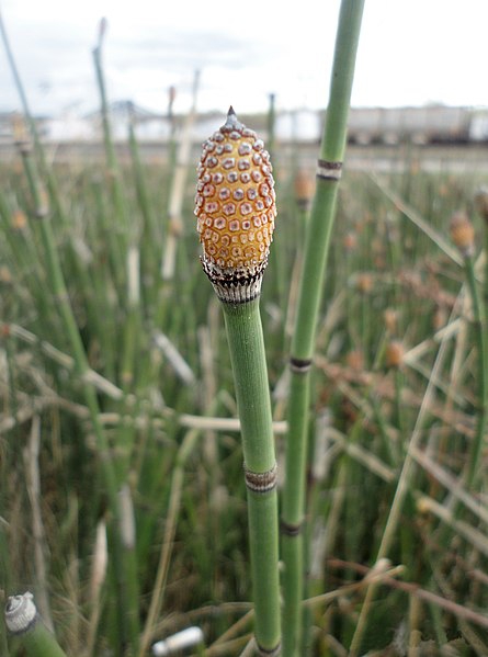 Equisetum praealtum